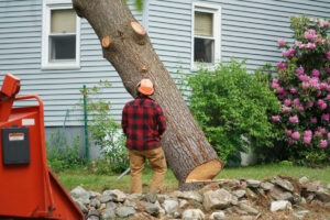 Expert Tree Lopping Services