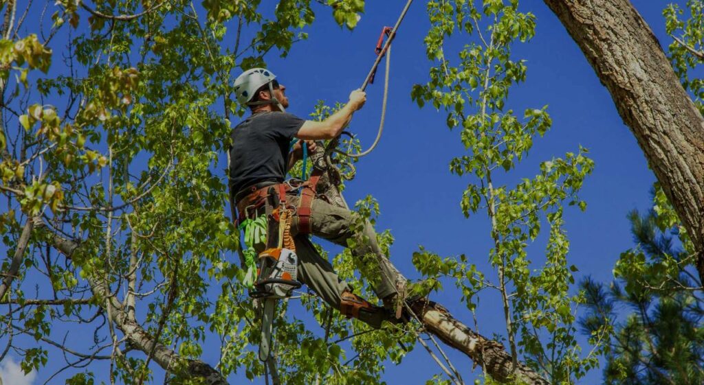 Professional-Tree-Trimming3-1024x561 Tree Trimming Costs Explained: What to Expect and How to Save Money