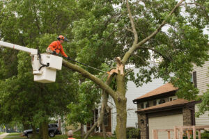 Safe & Efficient Tree Removal