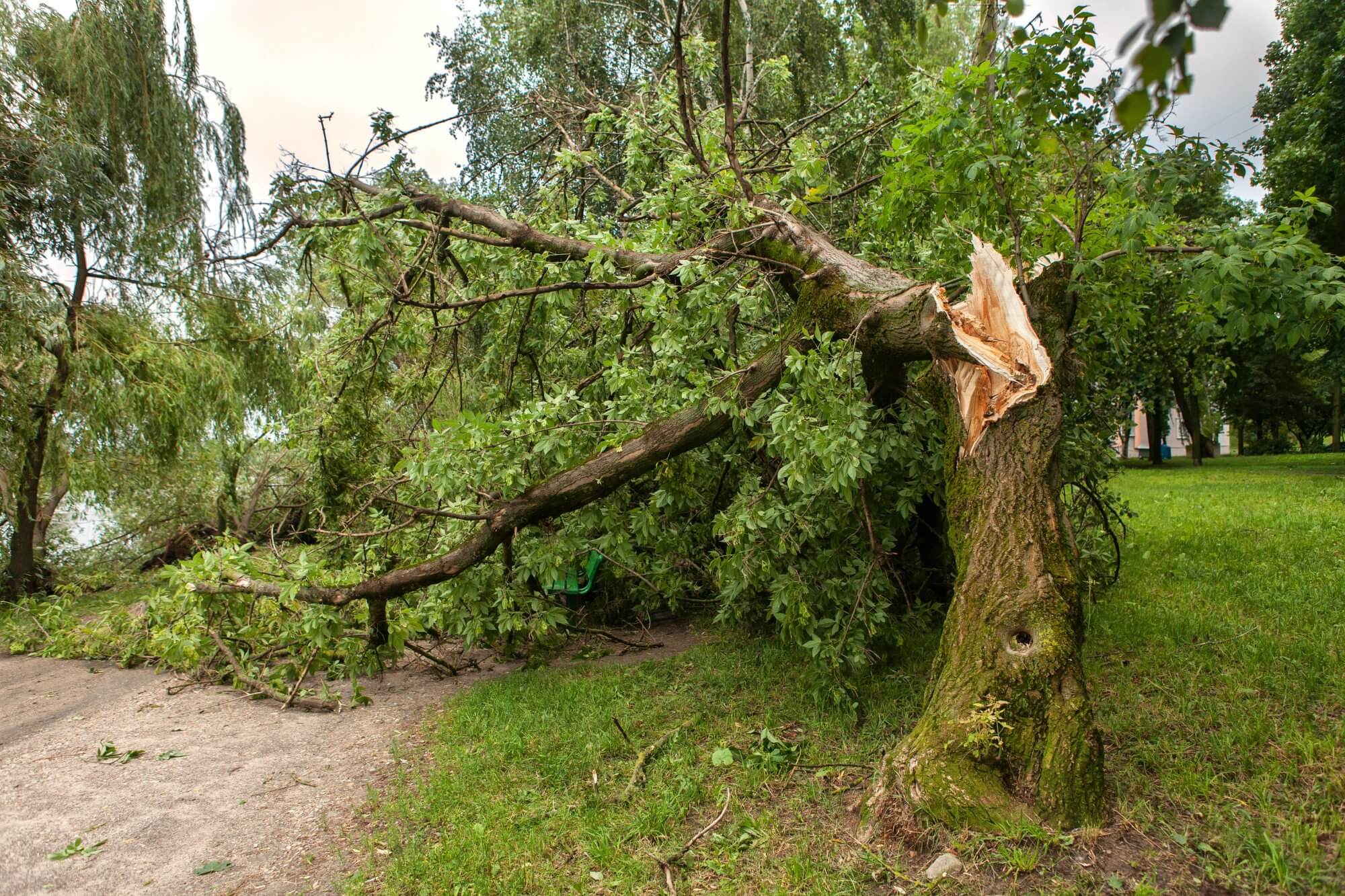 Professional Tree Removal