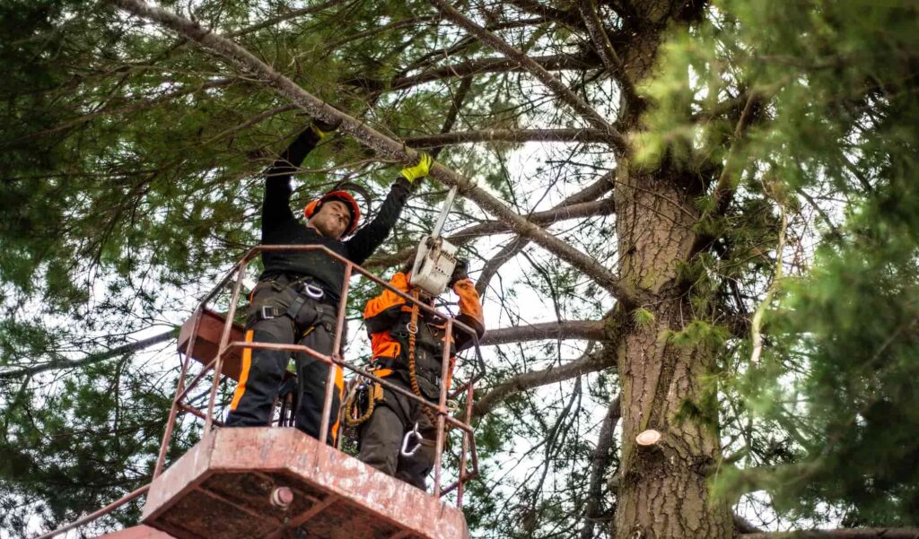 Top-5-Signs-You-Need-Professional-Tree-Removal1-1024x601 Top 5 Signs You Need Professional Tree Removal: When to Call an Arborist