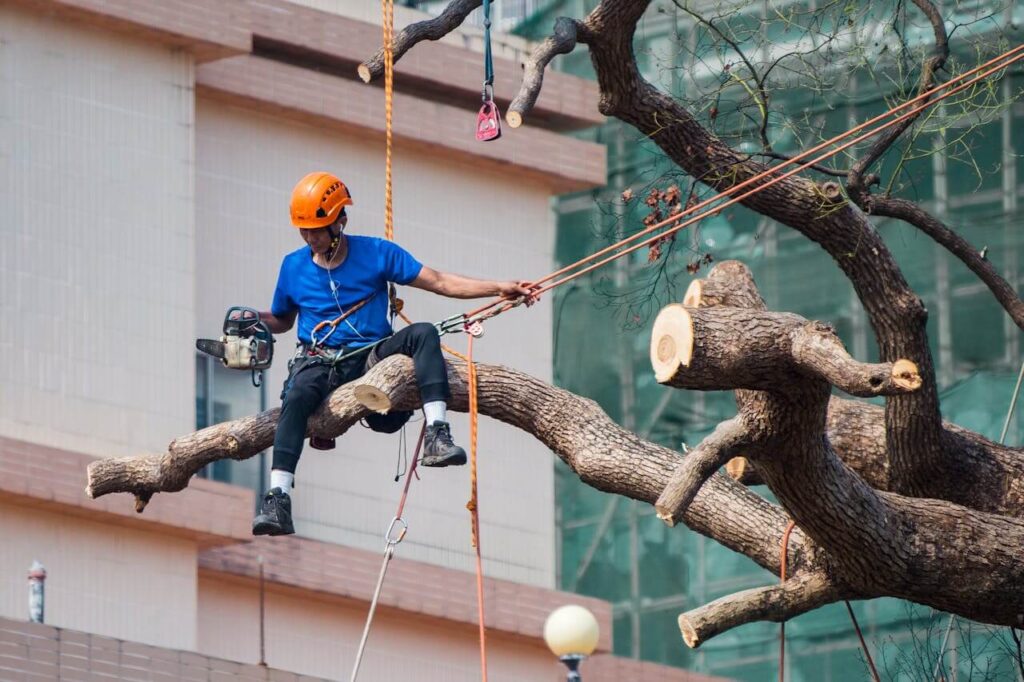 Top-5-Signs-You-Need-Professional-Tree-Removal2-1024x682 Top 5 Signs You Need Professional Tree Removal: When to Call an Arborist