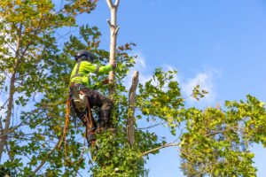 Tree Cutting and Trimming