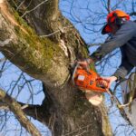 Tree Trimming Costs Explained