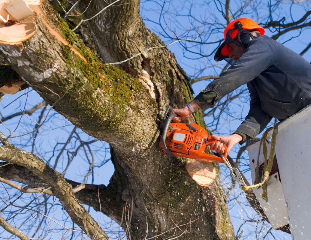 Tree Trimming Costs Explained