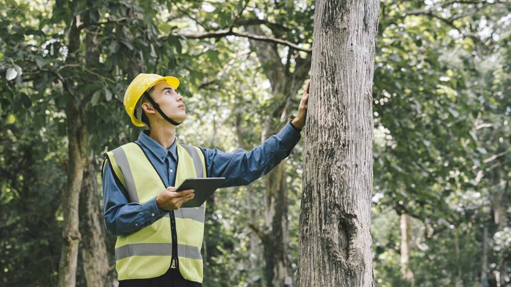 Arborist-Reports1-1024x576 Council Tree Removal: Navigating Regulations and Permits