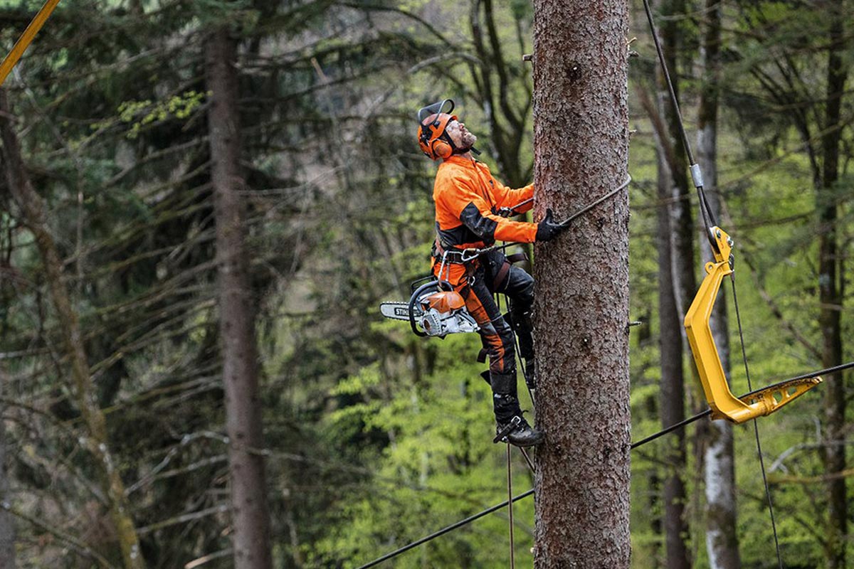 Council Tree Removal: Navigating Regulations and Permits