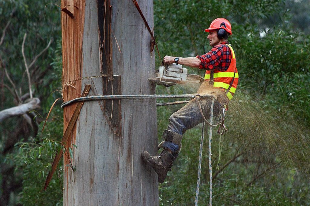 Certified-Arborist-in-Sydney3-1024x683 Council Tree Removal: Navigating Regulations and Permits