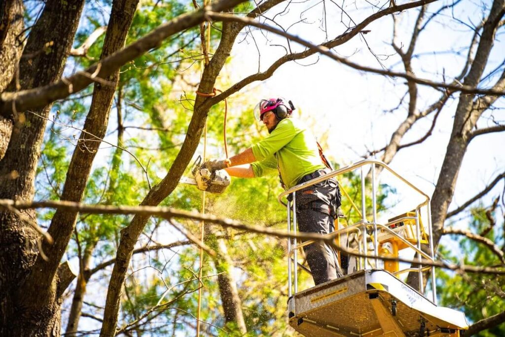 Tree-Pruning-Pricing-1-1024x683 Tree Pruning Pricing: Transparent Rates for Expert Care