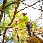 Tree Pruning Pricing: Transparent Rates for Expert Care