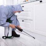 Why Same-Day Pest Control Is Essential for Sydney Homes