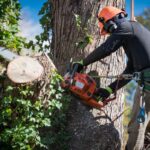 tree removal north shore