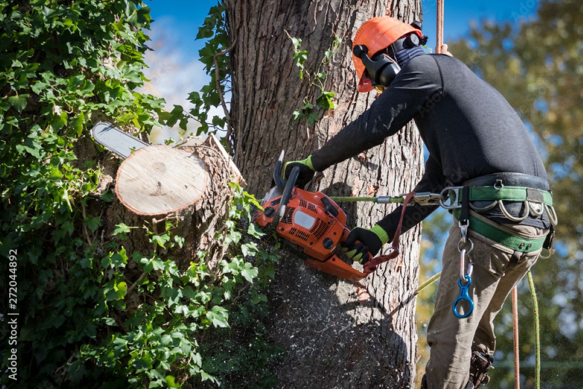 tree removal north shore