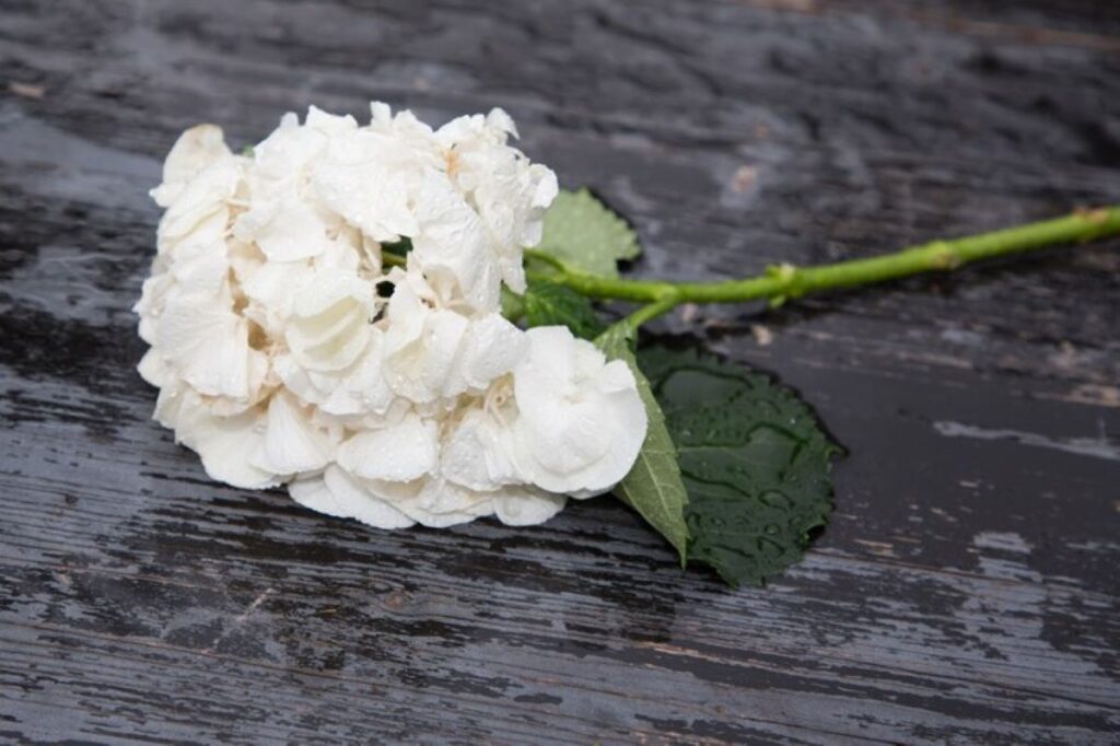 white-wet-flower-by-rain-wooden-table-coffin_100800-3182-1024x682 Flower Delivery in Linley Point: Fresh and Reliable Service