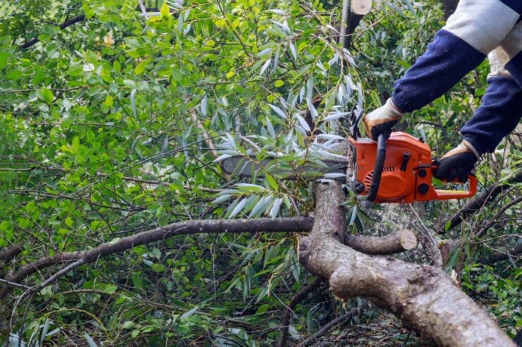 after-hurricane-storm-damage-trees-with-professional-city-utilities-cutting-tree-city_73110-9287-1024x682 Top Tree Removal Services Available in Hills District