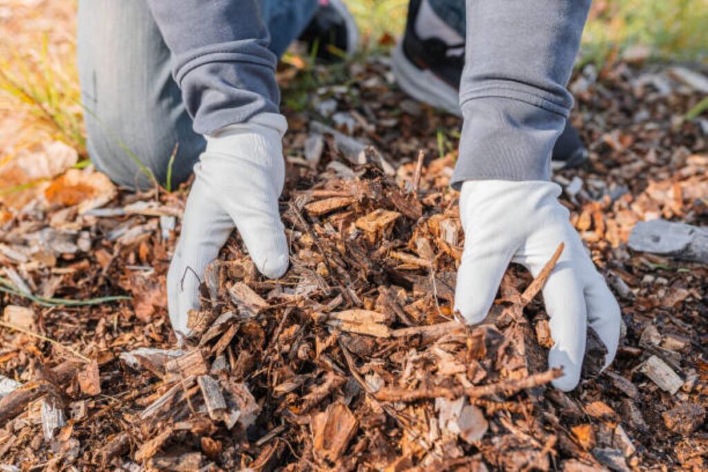istockphoto-1346470780-612x612-1-1024x683 Comparing Wood Chips vs Mulch for Garden Health