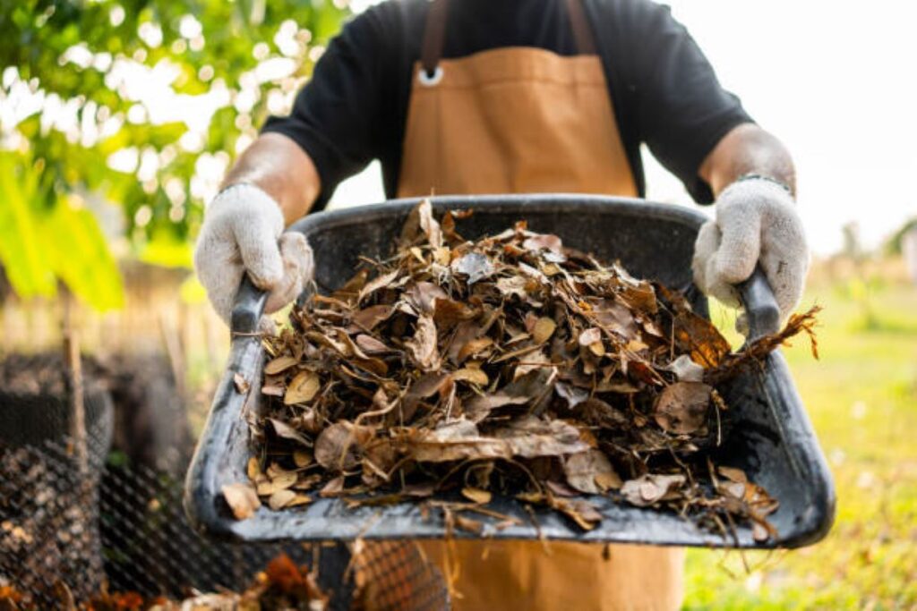 istockphoto-2137131919-612x612-1-1024x683 Comparing Wood Chips vs Mulch for Garden Health
