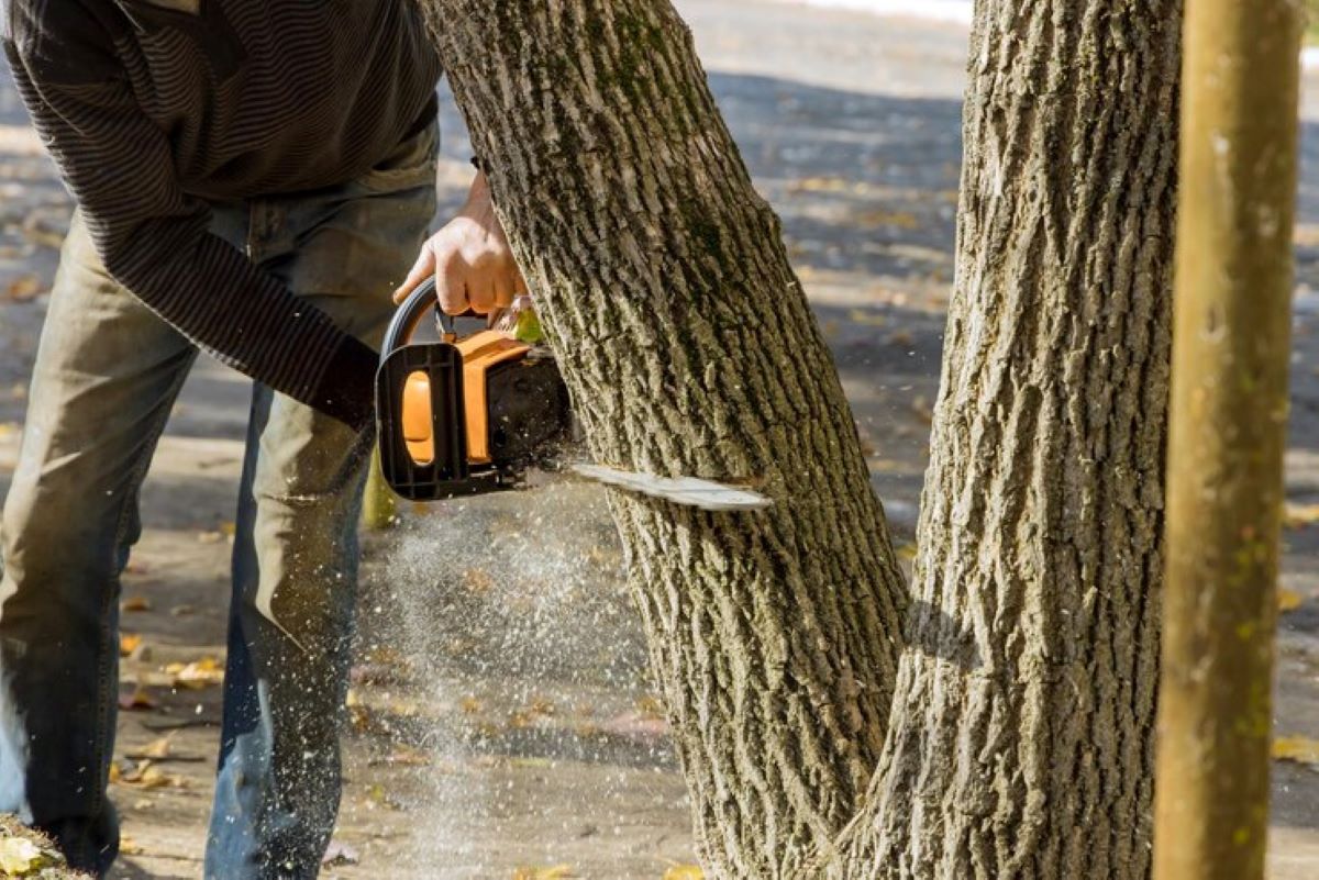 man-working-tree-trunk_1048944-23463177 Top Tree Removal Services Available in Hills District