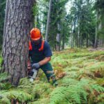 tree removal services Hills District