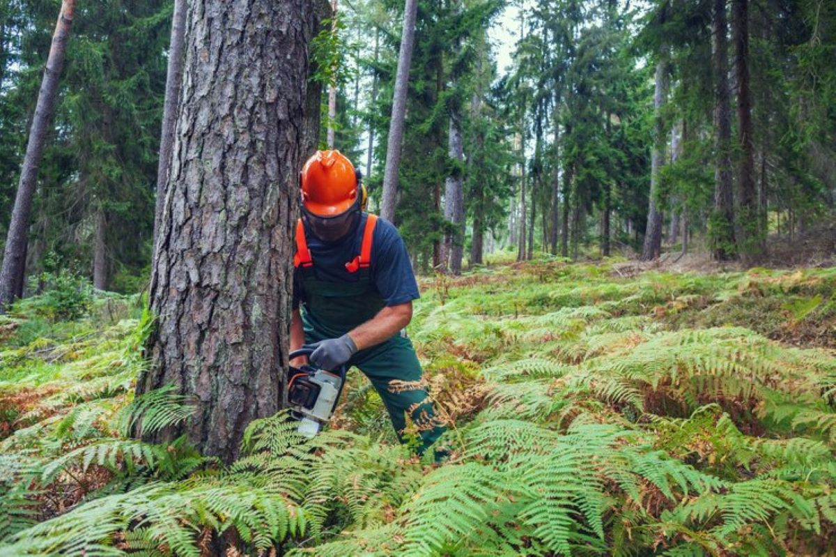 tree removal services Hills District