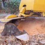 Tree Grinding and Stump Removals: Expert Stump Grinding Services in Sydney