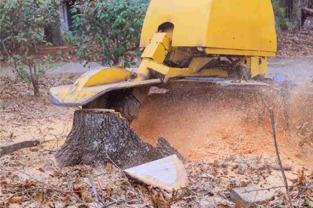 Tree Grinding and Stump Removals: Expert Stump Grinding Services in Sydney