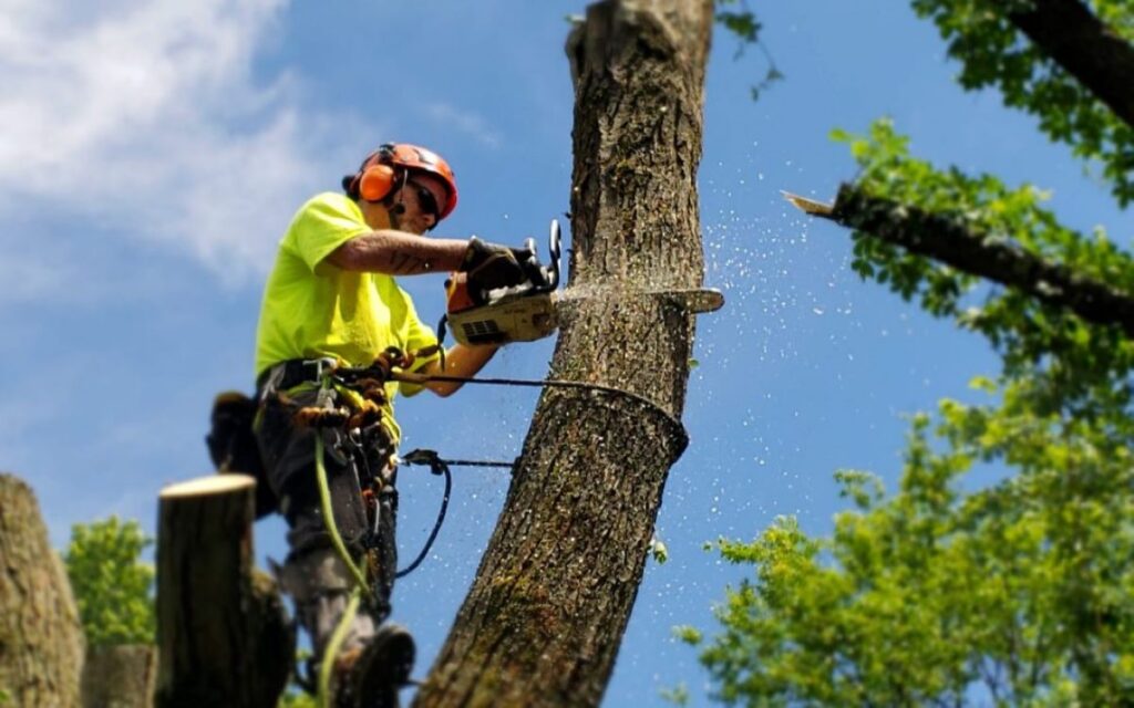 2.-Tree-removal-3-e1561686697970-1080x675-1-1024x640 How Much Does Stump Grinding Cost in Sydney? Full Price Breakdown by Stump Size