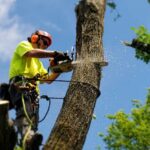 Tree Removal North Shore vs. DIY: Why Professional Arborists are Safer