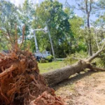 tree removal sydney