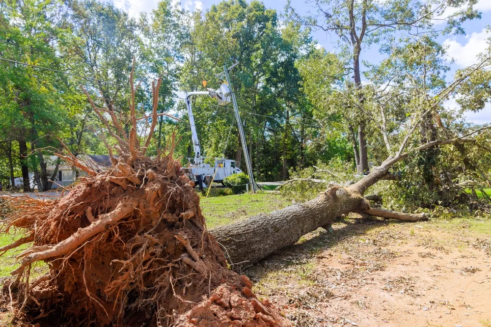 68b93c633398dc95971c549a_shutterstock_2630703169 Tree Removal North Shore vs. DIY: Why Professional Arborists are Safer