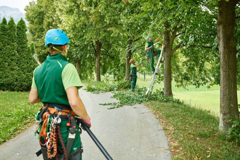 Tree-Pruning-Pricing2-1024x683-1 Top 5 Reasons to Choose Local Experts for Tree Removal Hills District