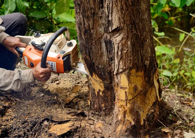 tree-cutting-640w Top 5 Reasons to Choose Local Experts for Tree Removal Hills District