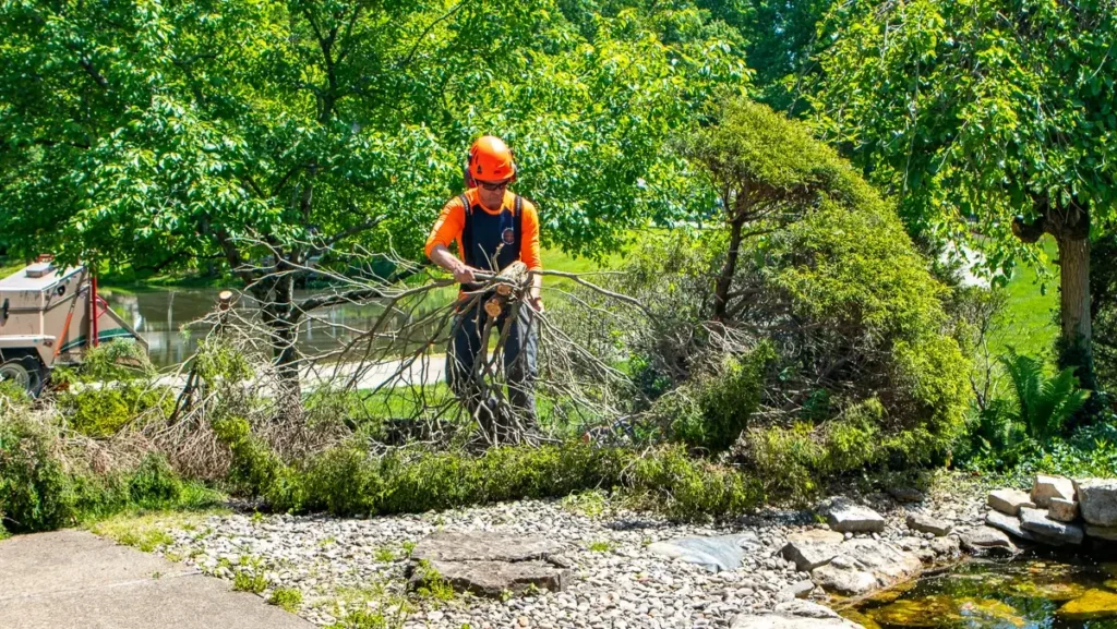 Small-Tree-Removal-Clean-Up-Arborist-1024x577 Is Sydney Tree Removal Required After Storm Damage Or Leaning Trees