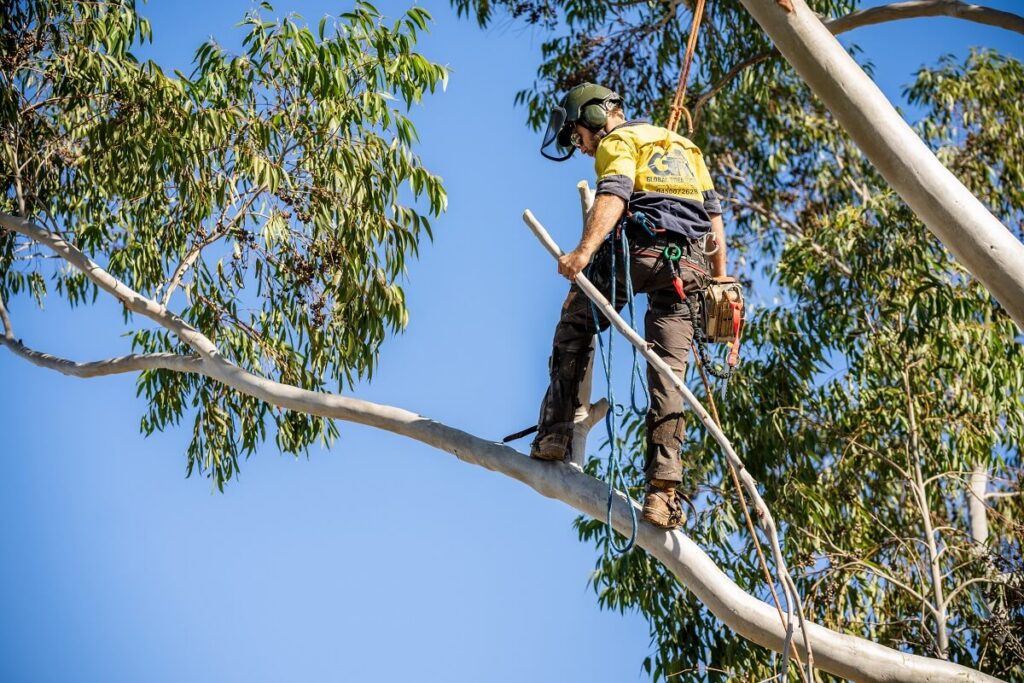 Tree-Lopper-1024x683 AQF Level 5 Arborist vs Level 3 Arborist Sydney: What's the Real Difference?