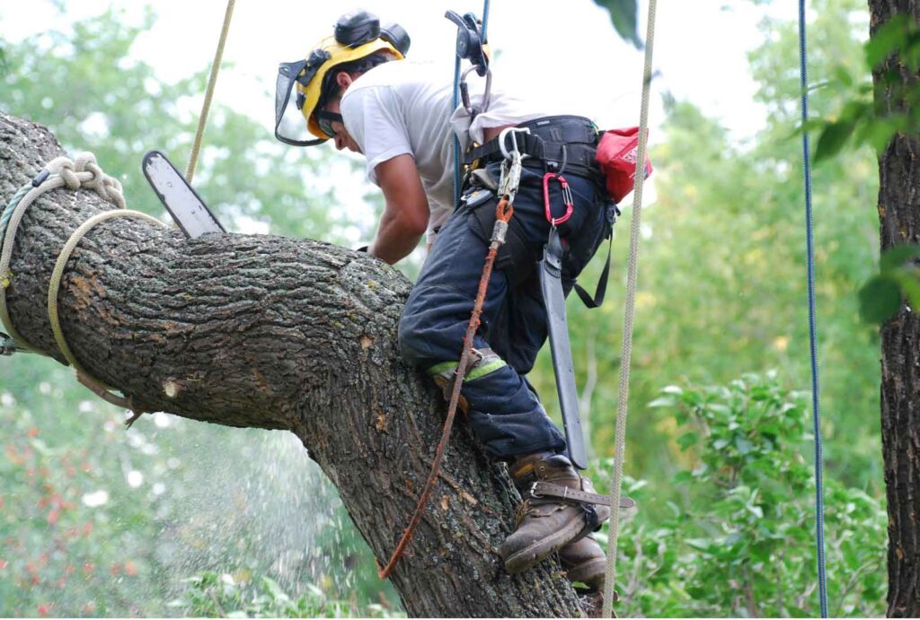 Tree-Loppers-1024x691 Is Sydney Tree Removal Required After Storm Damage Or Leaning Trees