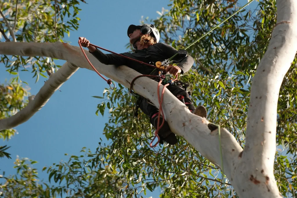 Tree-Removal-Company3-1024x683 What Affects Tree Removal Cost Sydney Across Different Suburbs