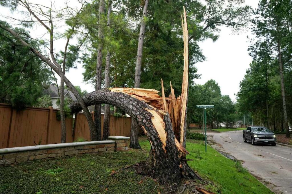 Tree-Removals-For-Storm-Damage-1024x683 What Affects Tree Removal Cost Sydney Across Different Suburbs