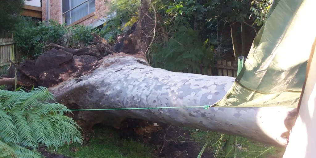 Tree-Removals-For-Storm-Damage1-1024x512 What Affects Tree Removal Cost Sydney Across Different Suburbs