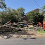 Tree Removal Cost Sydney