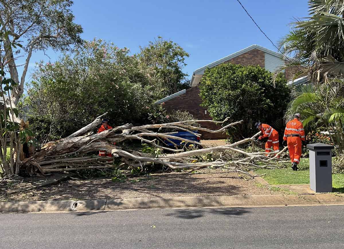Tree Removal Cost Sydney