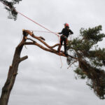 Sydney Tree Removal