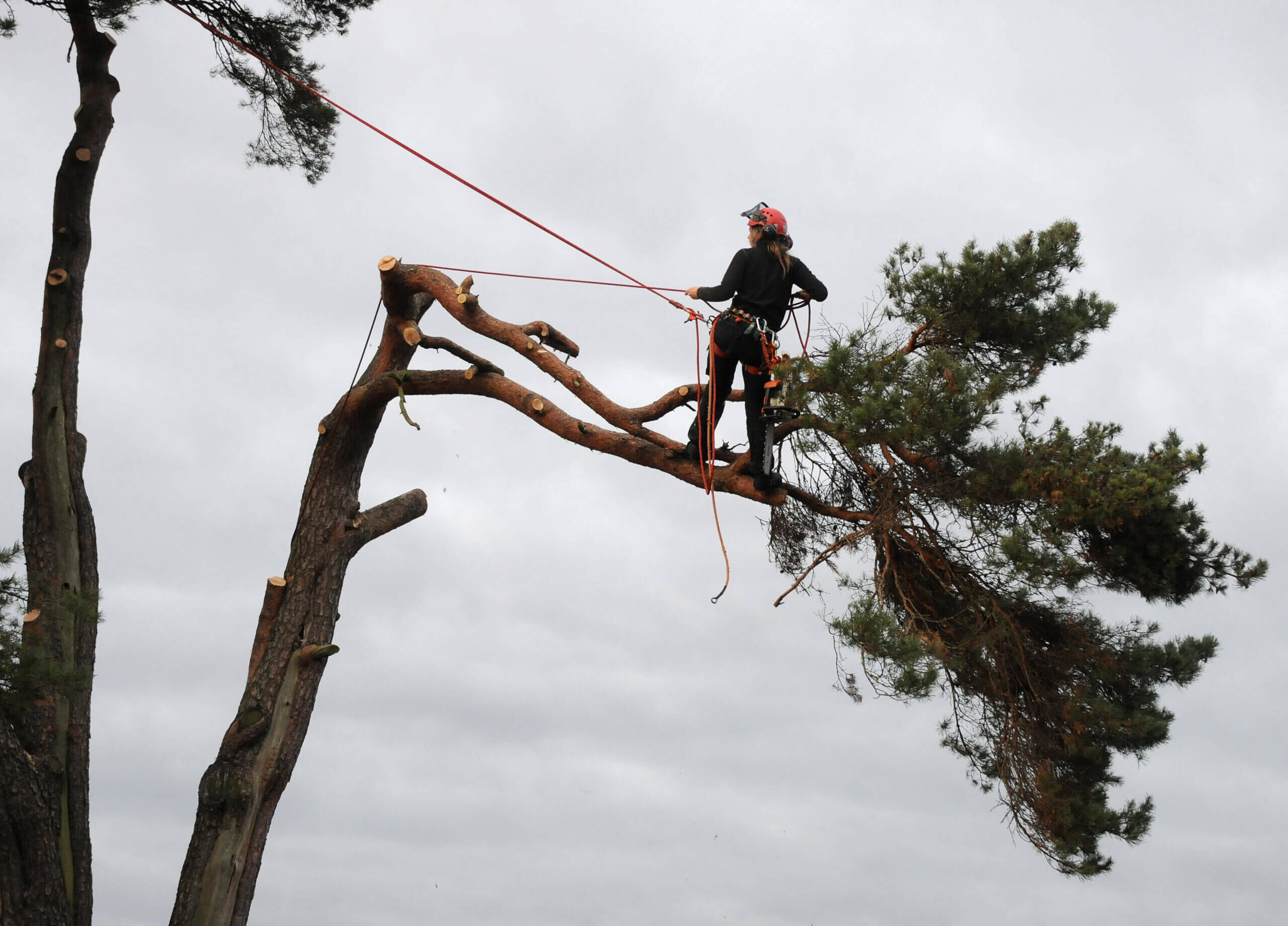 Sydney Tree Removal